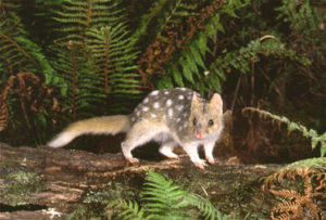 Eastern_Quoll
