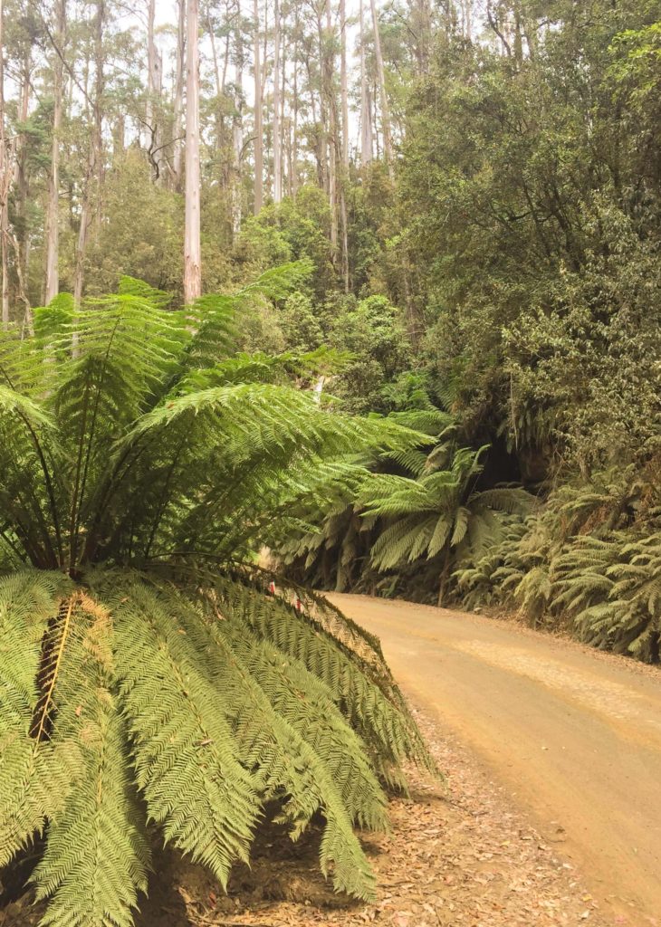 Giant Ferns on Lake Dobson Road.