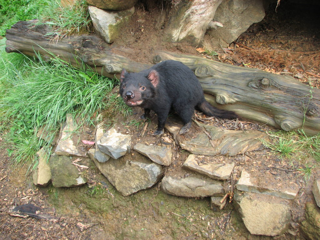 The Tasmanian Devil are the world's largest carnivorous marsupial.