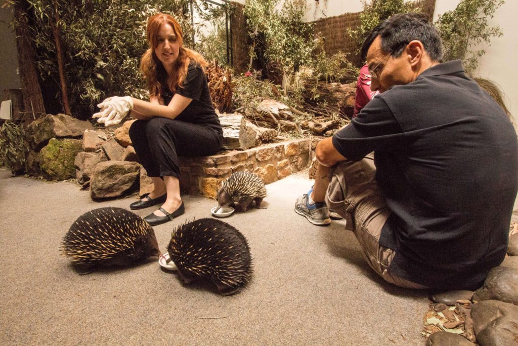 Learn about echidnas about Platypus House.