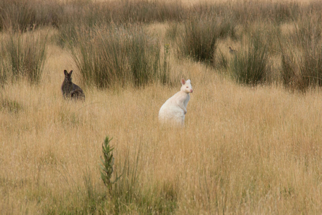 White wallaby at Bruny Island