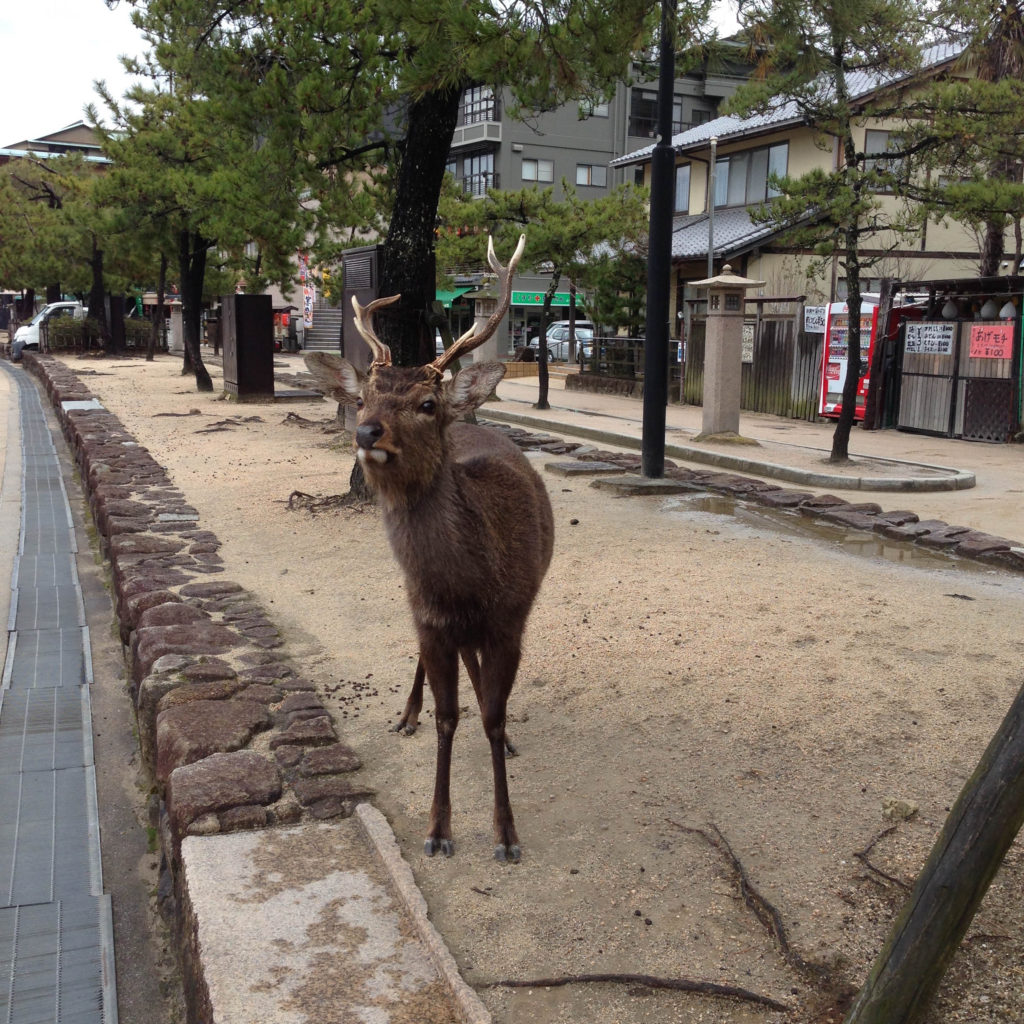 Sika Deer on Miyajima Island are considered sacred animals in Japan.