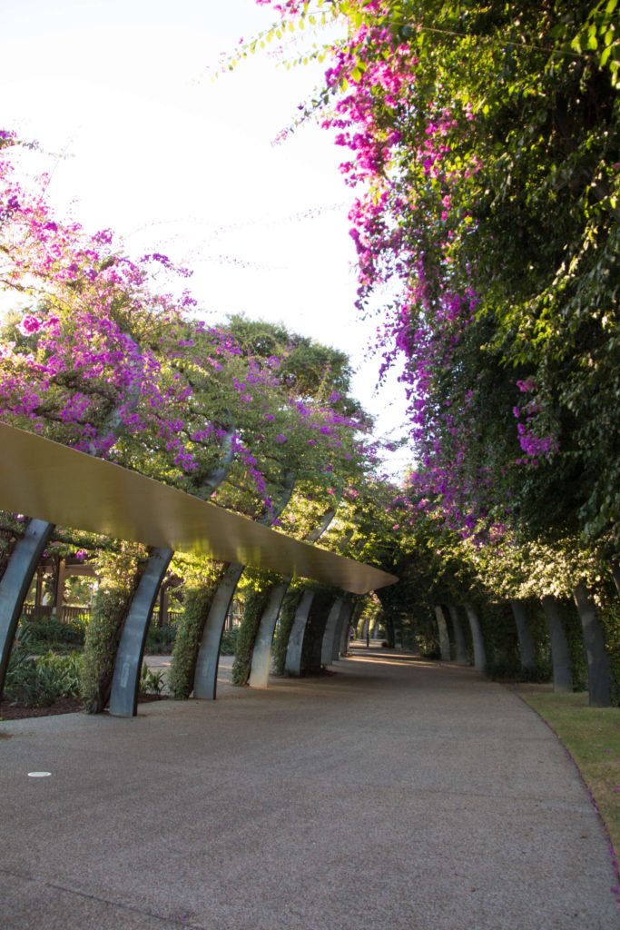 Walk along the Arbour at South Bank and enjoy the 1km length of walkway where magenta bougainvillea plants grow up galvanized steel posts.