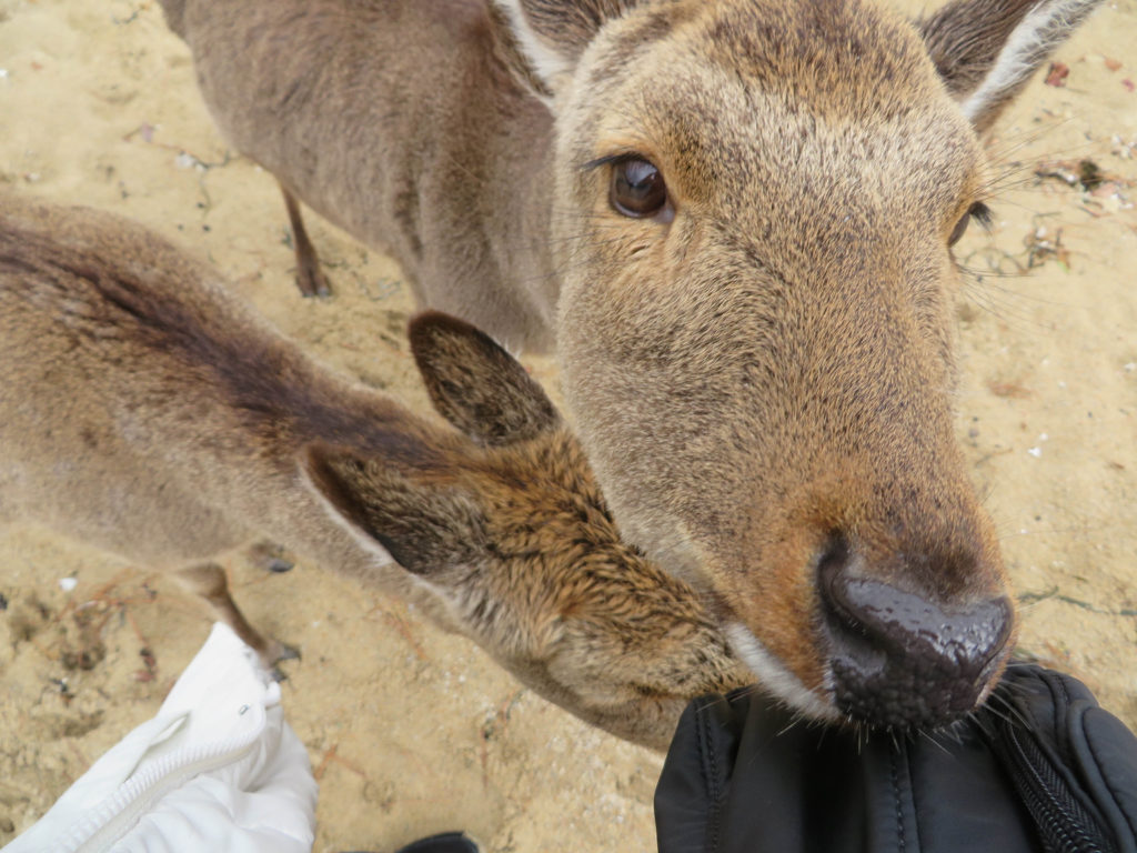 Sika deer are very friendly and will try to eat your belongings!