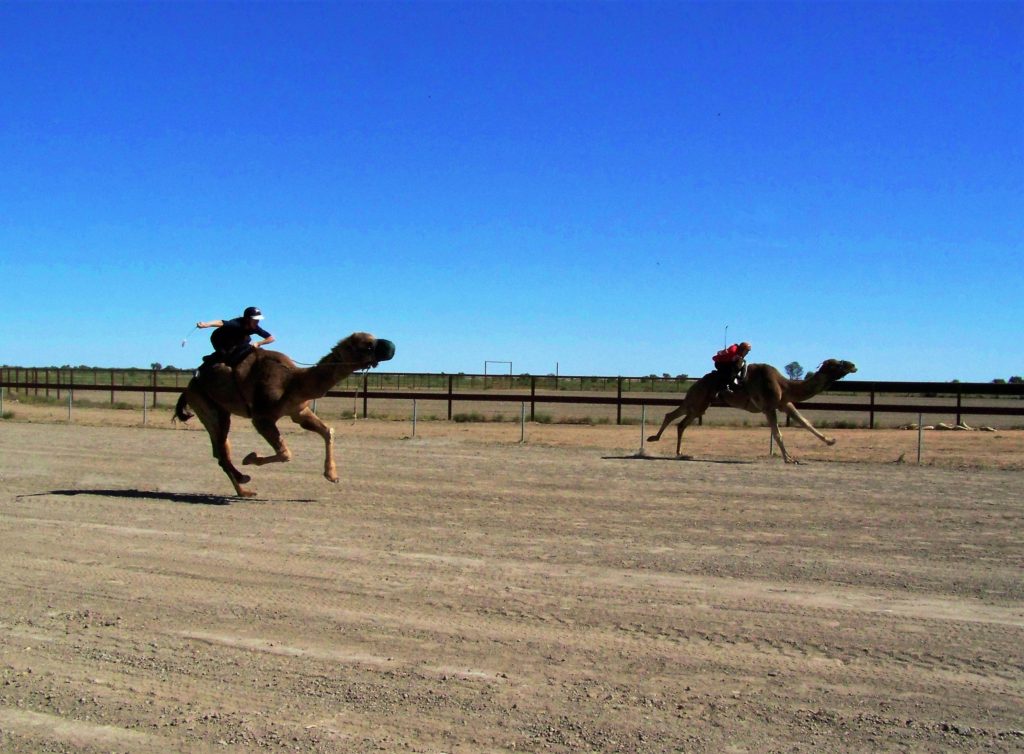 Qld Bucket List - Camels racing at Bedourie
