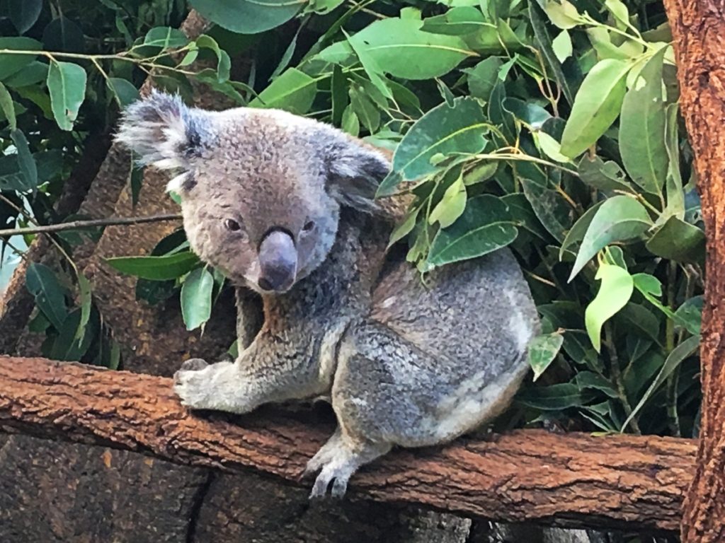 Qld Bucket List - Lone Pine Koala Sanctuary