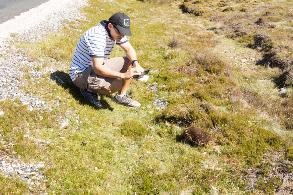 At Ronny Creek, Tasmania you can see Wombat's and Echidnas in the wild.